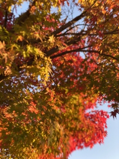 秋の日は釣瓶落としと言うずもがな