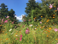 08_iphoner6s_IMG_8306