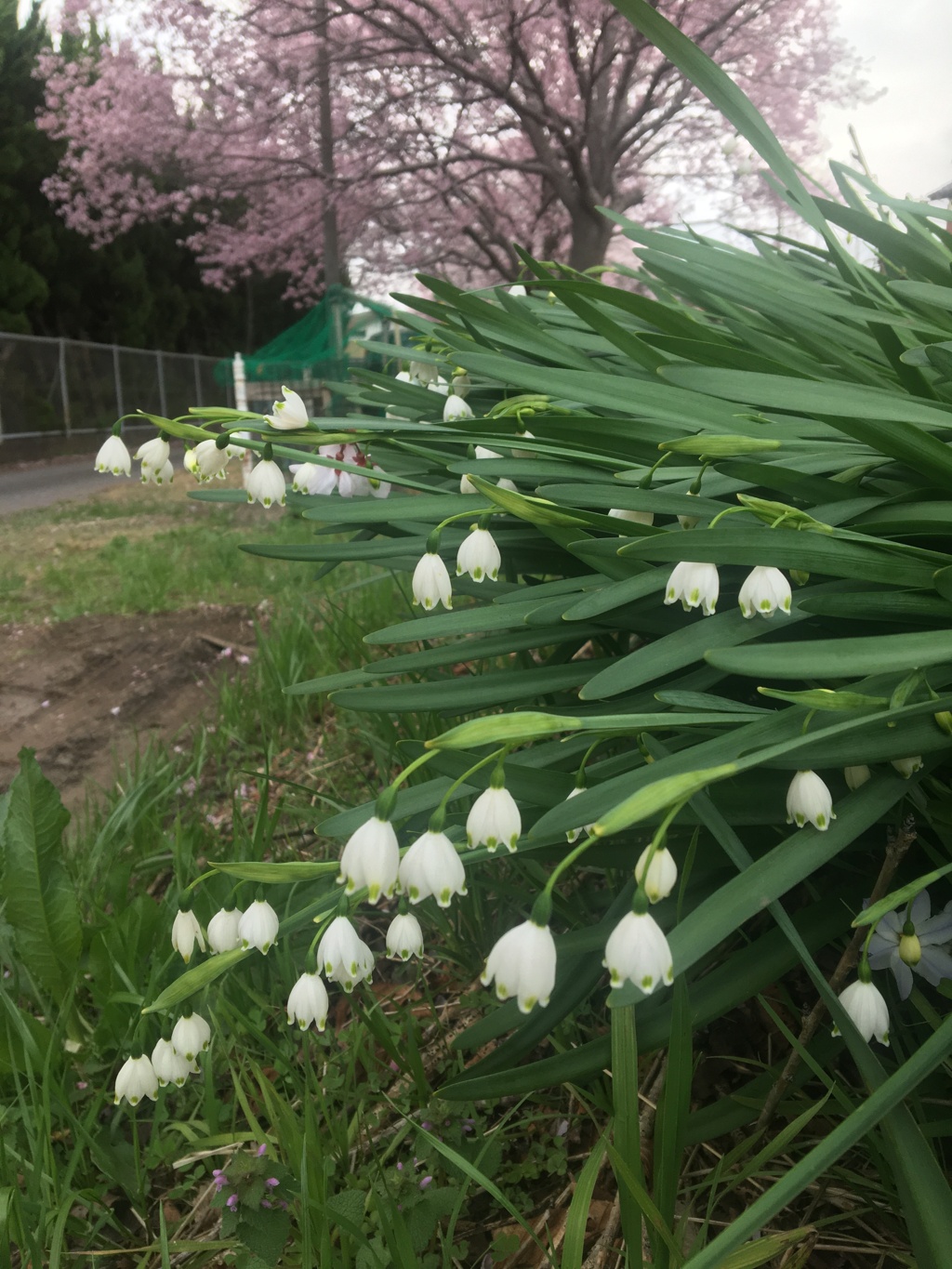 スズランと桜