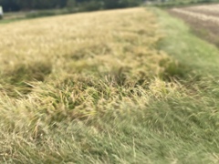 自然の風でぼやかされた スマホでノーマル撮影 撮って出しの全く未加工