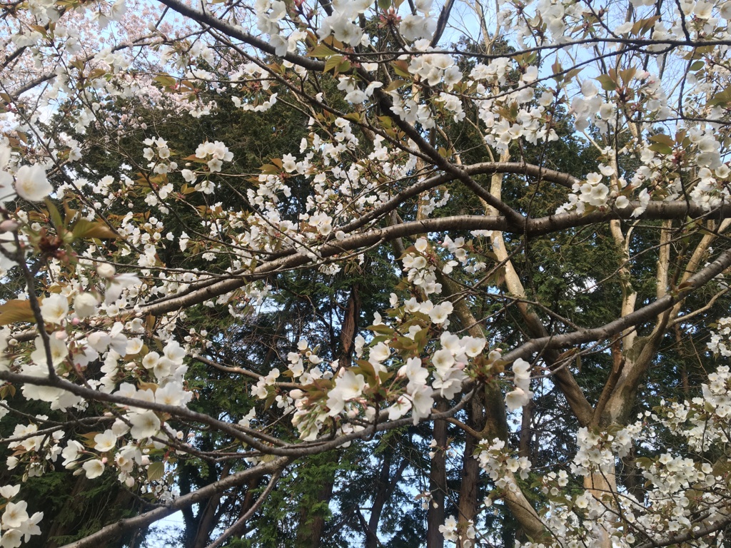 葉桜ブレンドがいい