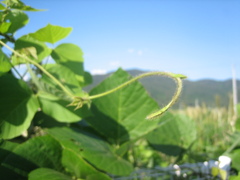 43_Canon IXY DIGITAL 55_IMG_1684