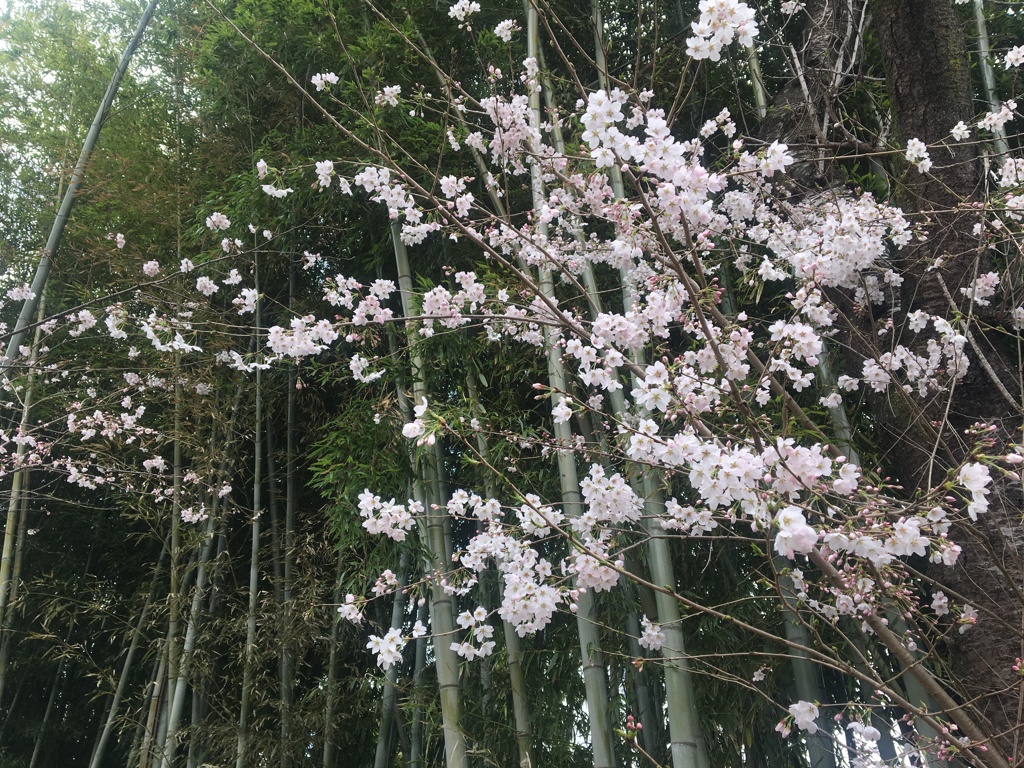 桜と竹
