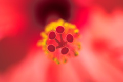 華　ハイビスカス？