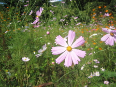 16_Canon IXY DIGITAL 55_IMG_1652