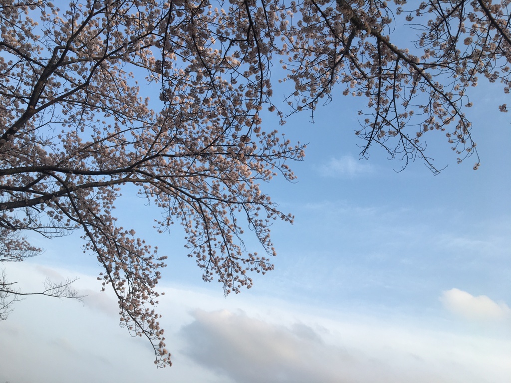 桜を見上げて雲の峰