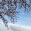 桜を見上げて雲の峰