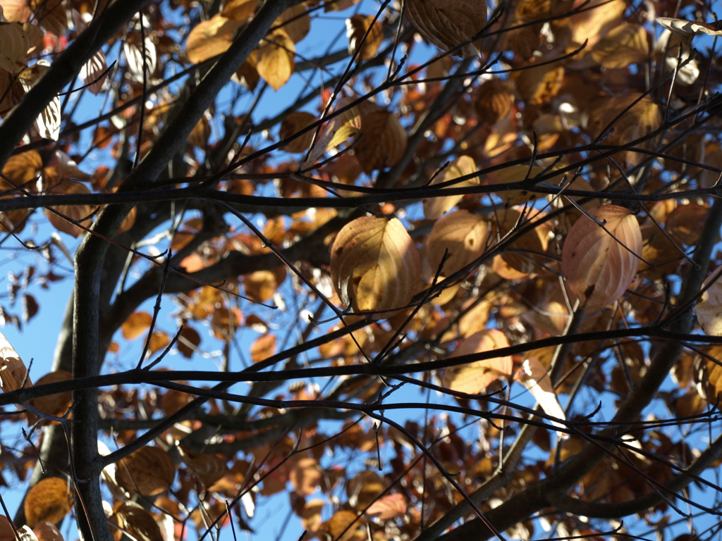 PB090064