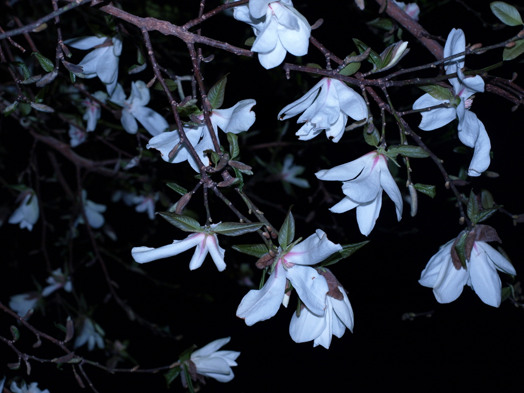 花 落 知 多 少