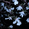 花 落 知 多 少