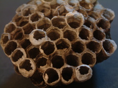 ハニカムCCDでハニカム（蜂の巣）を撮る　接写
