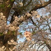 午後の落日を浴びる桜