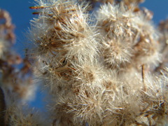 秋の野草の綿毛 1cmマクロ