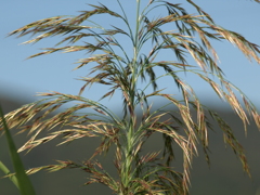 45_E-410_150mm_P9300022