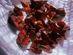 赤い落葉を拾い集めて放置の芸術？