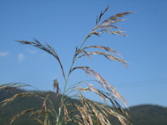 45_Canon IXY DIGITAL 55_IMG_1682