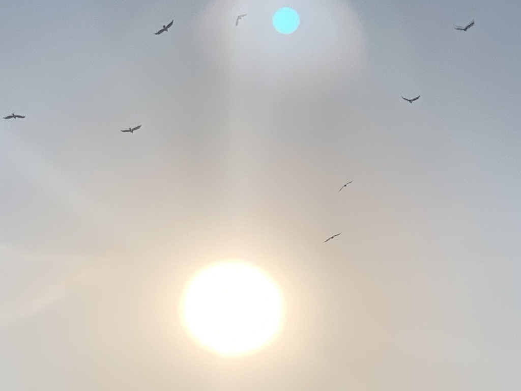 太陽に向かって飛ぶ？