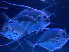 イトヒキアジ ちょうど一年前にこの魚を撮ったんだ・・・