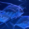 イトヒキアジ ちょうど一年前にこの魚を撮ったんだ・・・