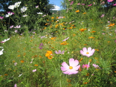 11_Canon IXY DIGITAL 55_IMG_1666