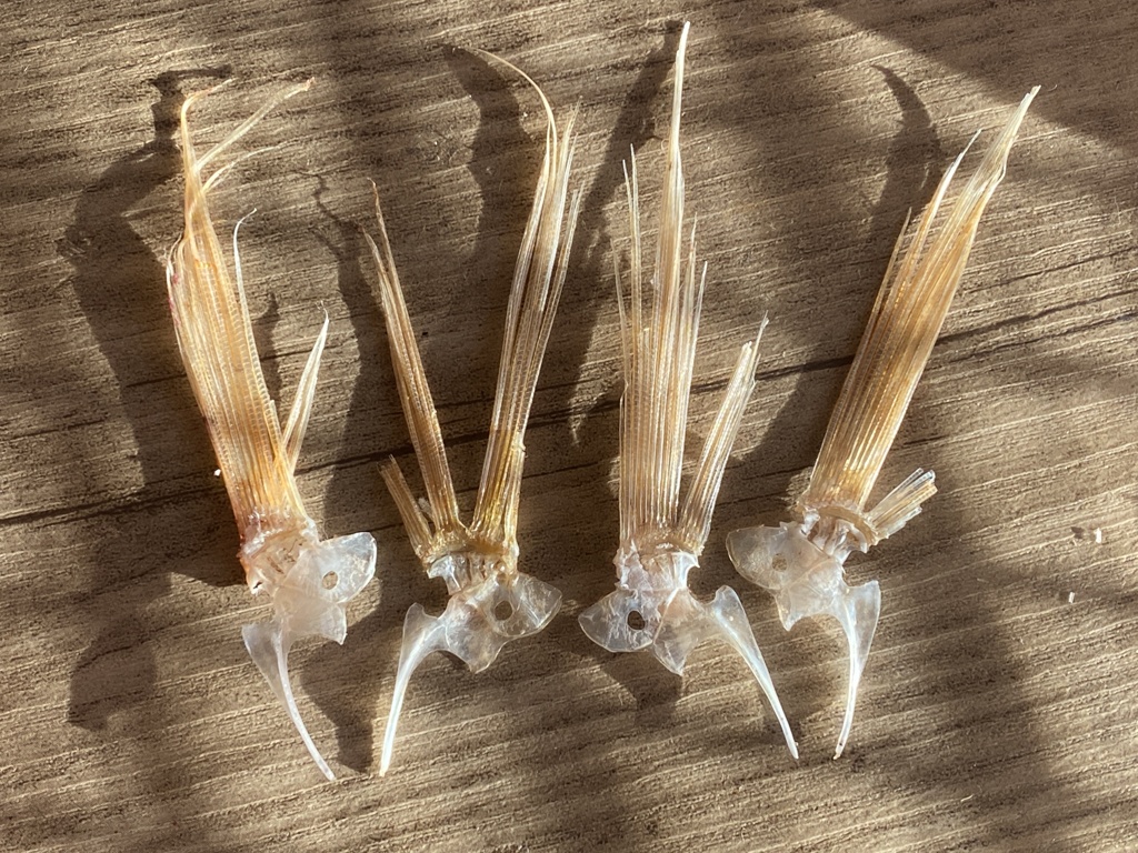 鯛の鯛 イトヨリダイ イトヨリダイの鯛 イトヨリダイのイトヨリダイ