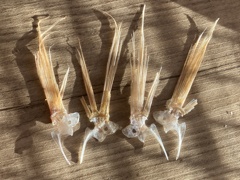 鯛の鯛 イトヨリダイ イトヨリダイの鯛 イトヨリダイのイトヨリダイ