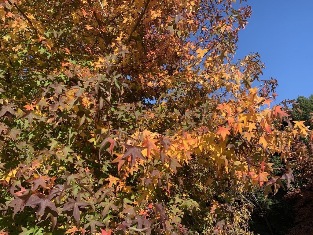 アメリカフウの紅葉
