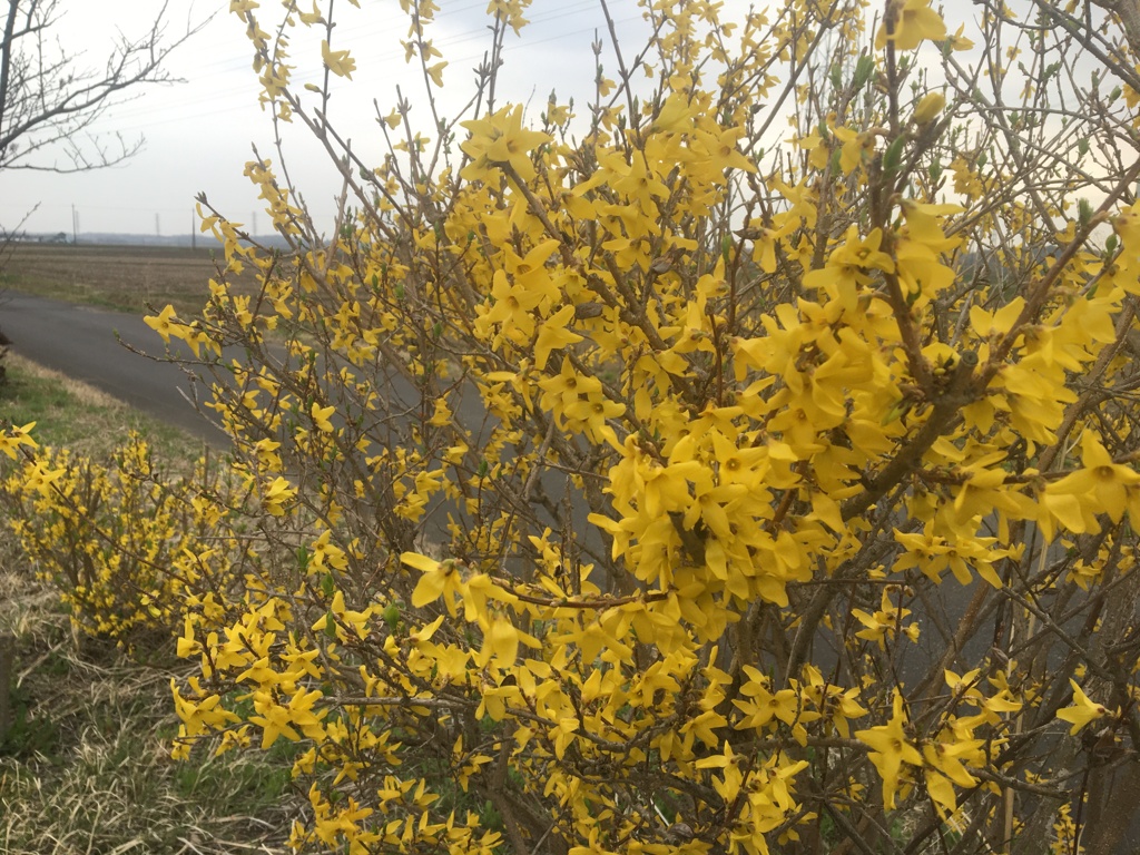 桜もいいけど、レンギョウの、黄色もいい