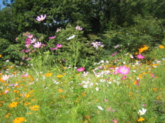 09_Canon IXY DIGITAL 55_IMG_1644