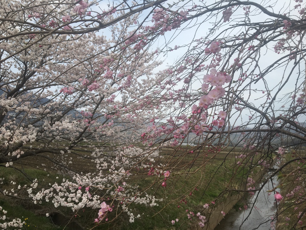 春の小川はサラサラ行くよ