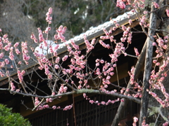 ぶれぼけの梅　偕楽園