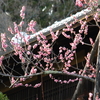 ぶれぼけの梅　偕楽園