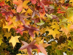 ⭐︎ 紅葉 ⭐︎ 星型 ⭐︎