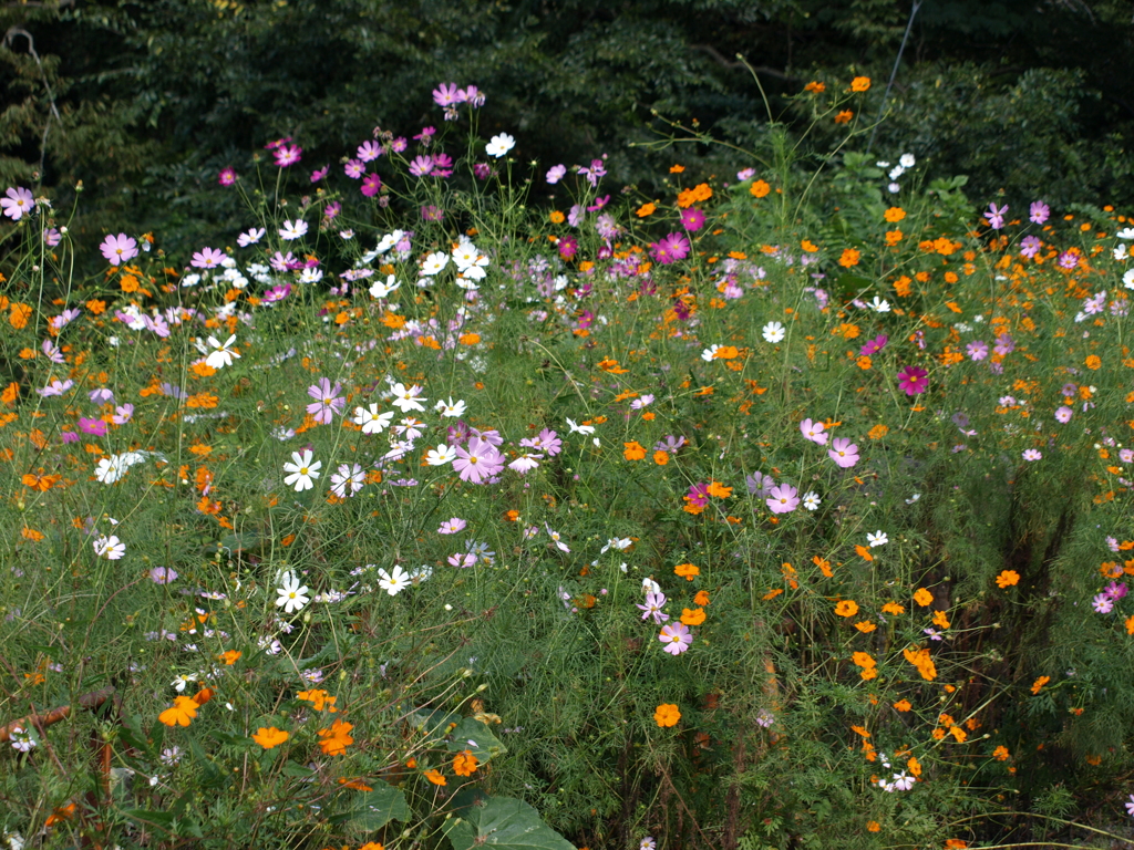 04_E-410_P9300086