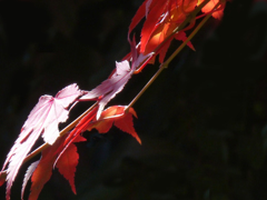 紅葉 紅葉