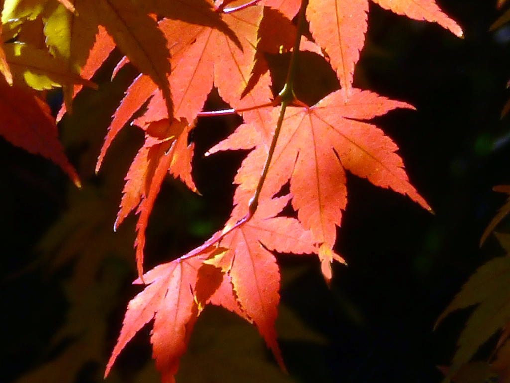 紅葉2