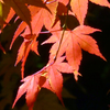 紅葉2