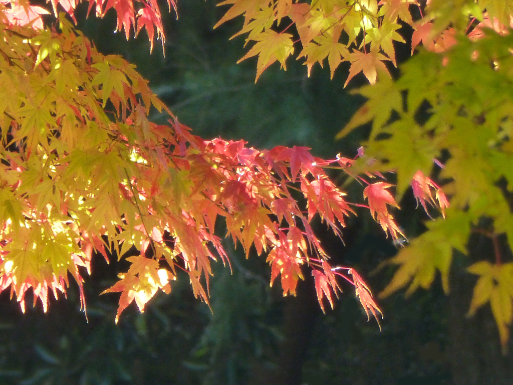 紅葉3
