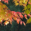 紅葉3