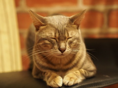 ありがたや