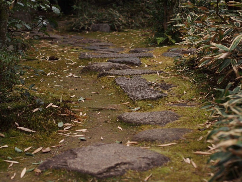 高桐院の小道