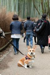 竹林とコーギー