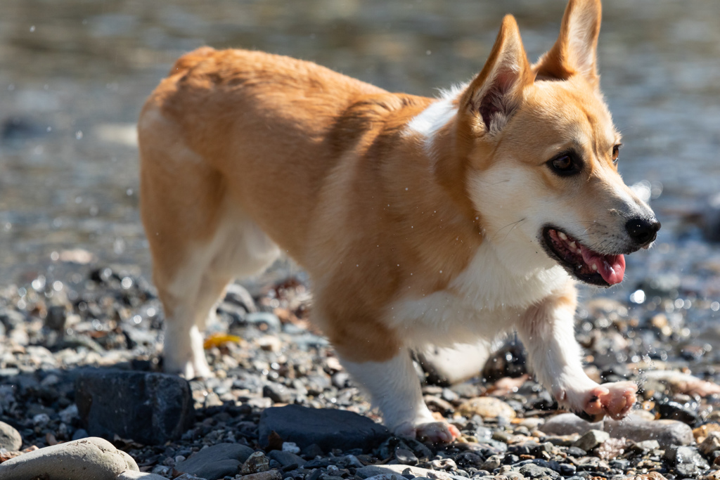 水辺ダッシュ