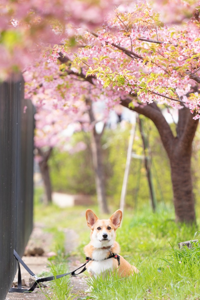 コーギーの3D壁掛け 桜 - アート・写真