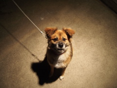 犬