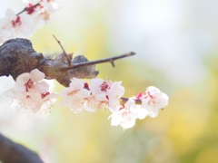 梅
