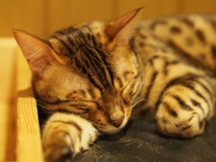 眠るねこ