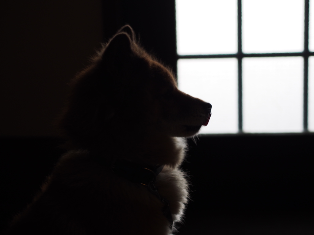 犬の影