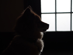 犬の影