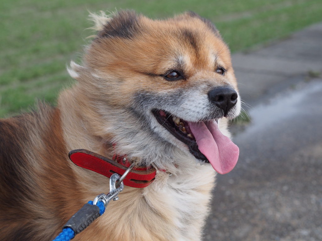 風になびく犬